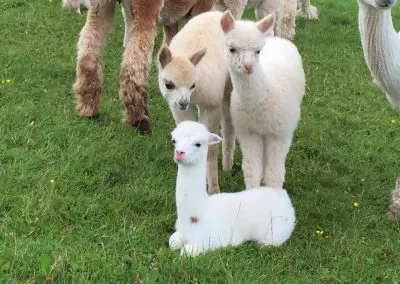 gilmour bank farm